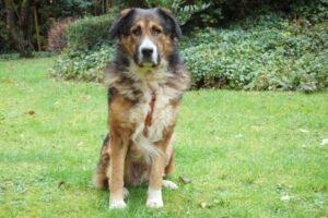 WOFFY - Mischling, Männlich, 4 Jahre, 66 cm, 38 kg, Gechipt, Kastriert