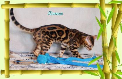 Exklusiver und pfiffiger Bengal Kater, Donat Rosetten, Eyecatcher, unkastriert