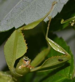 Wandelnde Blätter - Phyllium siccifolium Philippinen