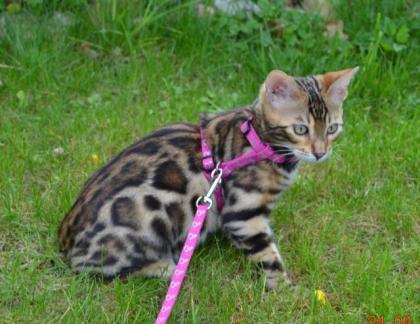 Bengal Kitten mit Stammbaum