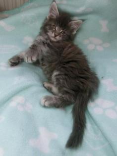 Tolle Maine Coon Kitten, mit schönen Luchspinseln