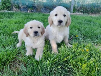 Golden Retriever Welpen abzugeben