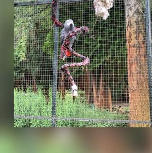 SUCHE Henne für Hahn - Graupapgei ohne Käfighaltung