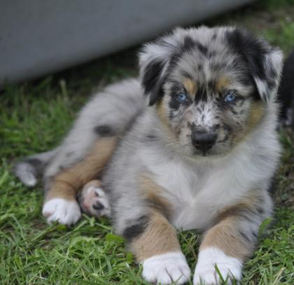Australian Shepherd Welpen suchen ein liebevolles Zuhause