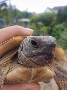 Griechische Landschildkröte - Testudo Hermani-