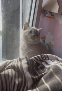 Britisch kurzhaar Katzen