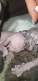 Sphynx Gummi, brush und Velours