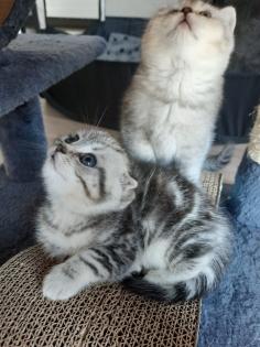 Reinrassige Britisch Kurzhaar Katzenbaby