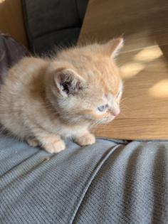 PerserMixKitten weiblich