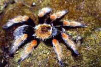 VOGELSPINNEN SPIDERLINGE