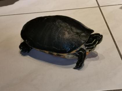 Wasserschildkröte abzugeben