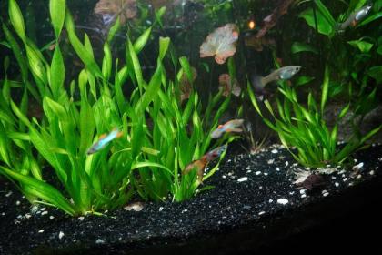 Kleine Schrauben Vallisneria Vallisneria tortifolia 15-20 cm