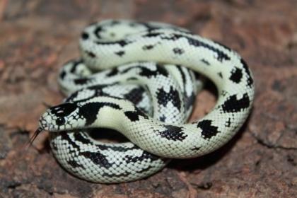 Lampropelzis Californiae High White / Leonis