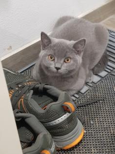 Bkh kitten 14 Wochen