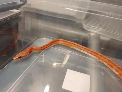 7 Kornnattern Weibchen Pied Sided Bloodred High White, Candycane, Anery Sunkisse