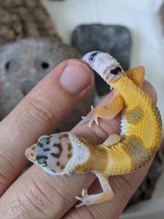Leopardgeckos aus Rostock NZ 2024