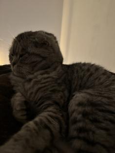 5 Jähriger kastriert Kater Nino Scottish Fold