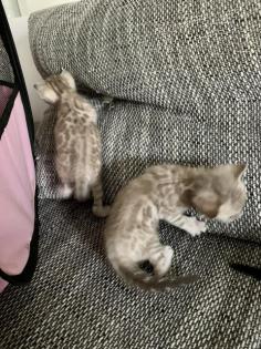 Bengal kitten Brown Snow