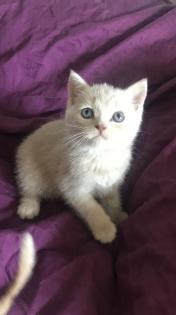 Scottish fold Kitten britisch Kurzhaar Bkh