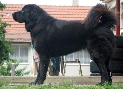 Tibet Dogge Welpen mit FCI-Papieren 2021