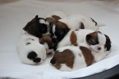 Süße Shih Tzu Baby suchen ein neues zu Hause