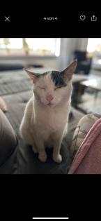 Kater vermisst