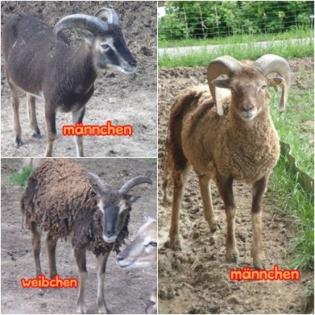 Verkaufe 3 Sojaschafe