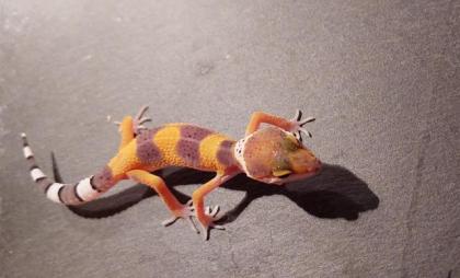 Leopardgecko Zucht