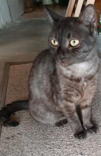 Ragdoll Mix Katze