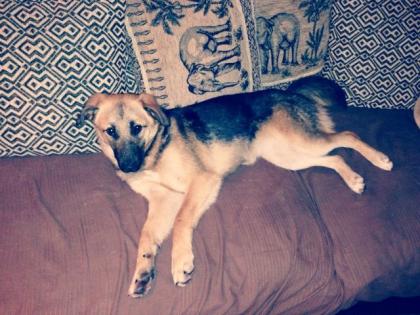 Mischlingshündin Lilly sucht dringend ein neues Zuhause