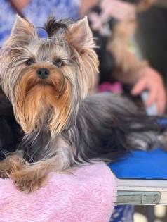 Süßer, wundervoller Yorkshire Terrier