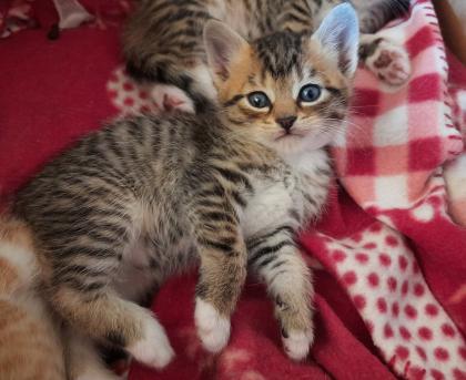 Kitten / Katzenbabys