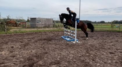 9 Jährige Hannoveraner Stute sucht Reitbeteiligung