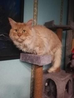 Deckkater Main Coon