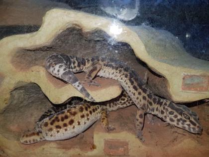 Verschenke 4 Leoparden Geckos