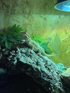 2 Bartagame Jungtiere inkl Terra