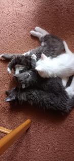 Maine-Coon-Kätzchen suchen ein neues Zuhause