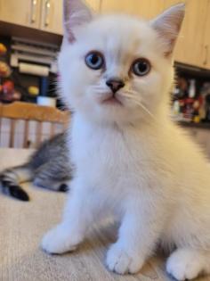 Bkh Kitten