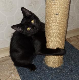 BKH Babykatzen