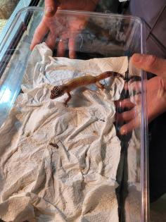 Leoparden Geckos zum verkaufen