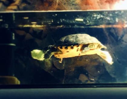 Gelbwangen Schmuckschildkröte