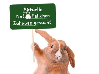 Aktuelle Kaninchen Notfellchen Vermittlungs Tiere