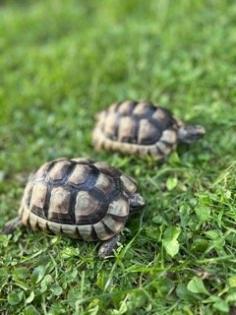 Schildkröten 2 Breitbandschildis abzugeben