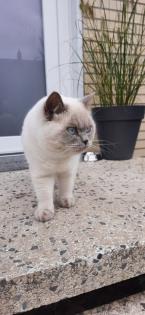Britisch Kurzhaar Kitten BKH Kitten