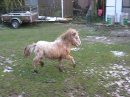 Liebes Mini-Appaloosa fewspot Stutchen 1 J. super Bewegung s. g. Abstammung