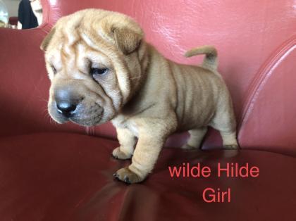 Süße kleine Shar Pei Welpen