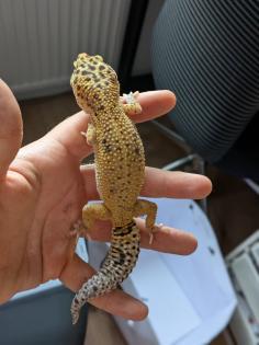 Leopardgeckos / Geckos aus Rostock
