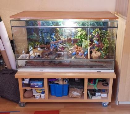 Adulte weibliche Kornnatter inkl. vollausgestattetem Terrarium abzugeben