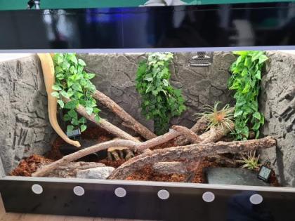 Königspython inkl. Terrarium und Zubehör