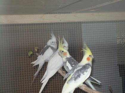 Verkaufe zuchtreife Nymphensittiche und neues Vogelzubehör